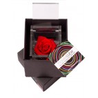 Rosa vera stabilizzata FlowerCube cubo 6x6 cm rosso