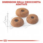 Crocchette per cani Royal Canin feline fit 32 400 g