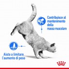 Crocchette per gatti Royal Canin light weight care 38 400 g