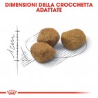 Crocchette per gatti Royal Canin indoor +7 400 g