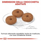 Crocchette per cani Royal Canin mini ageing 12+ 1,5 Kg