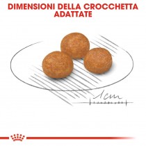 Crocchette per cani Royal Canin x small adult 500 g