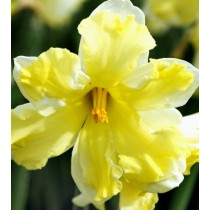 Bulbi Narcissus Cassata Conf. 5 pz