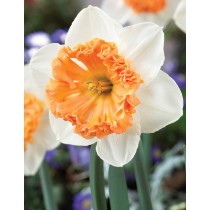 Bulbi Narcissus Hungarian Rhapsody Conf. 5 pz