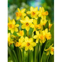 Bulbi Narcissus Dutch Master Conf. 50 pz