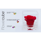 Rosa vera stabilizzata FlowerCube cubo 6x6 cm